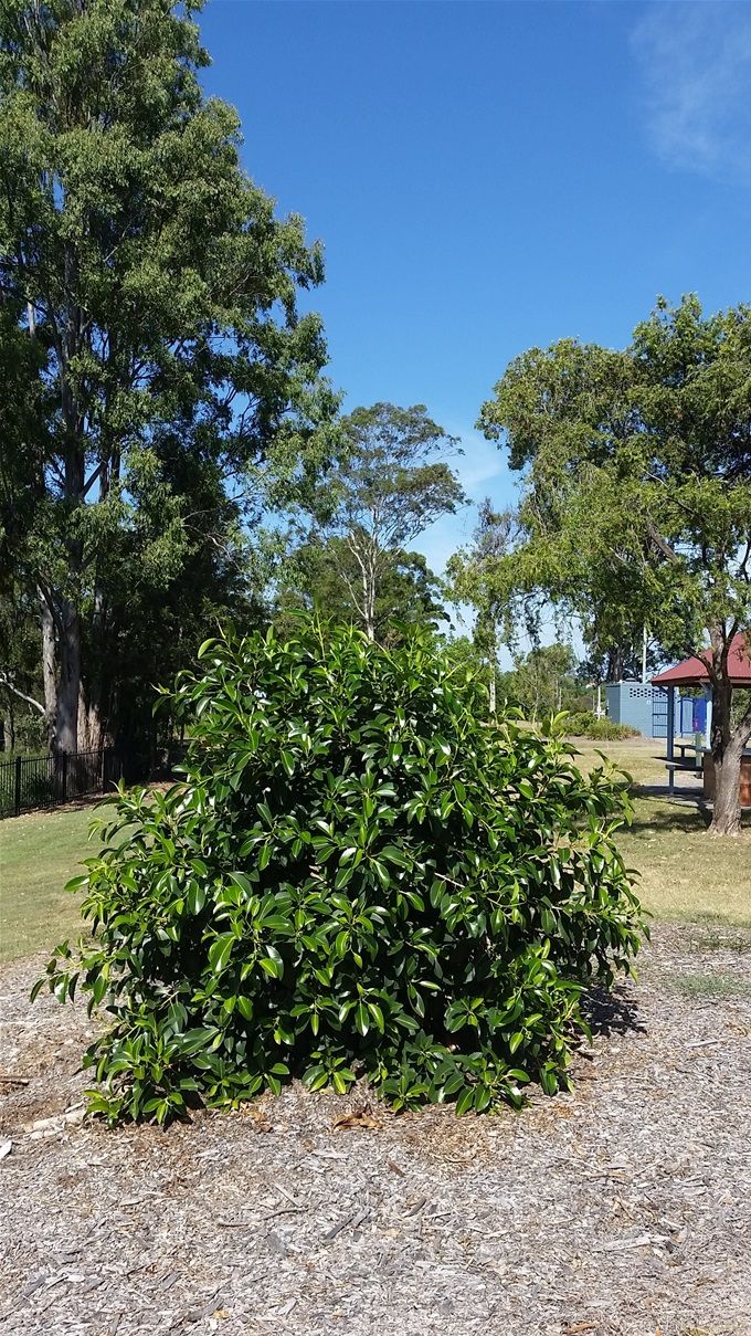 Memorial Tree on the banks of the Brisbane River at Yeronga, Brisbane , Queensland. This tree was  Planted in October 2015  in honour of all those friends and colleagues who have come and gone . If you ever get the chance, try and visit this spot and remember your friends at Rhyndarra/ 2AWH/1 Camp Hospital/ 1st Military Hospital and those who followed at new establishments in the following years... Lest we Forget...