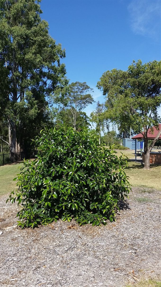 Memorial Tree on the banks of the Brisbane River at Yeronga, Brisbane , Queensland. This tree was  Planted in October 2015  in honour of all those friends and colleagues who have come and gone . If you ever get the chance, try and visit this spot and remember your friends at Rhyndarra/ 2AWH/1 Camp Hospital/ 1st Military Hospital and those who followed at new establishments in the following years... Lest we Forget...